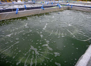 屋外培養試験プラント