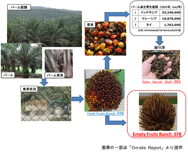 パーム油産業の概要