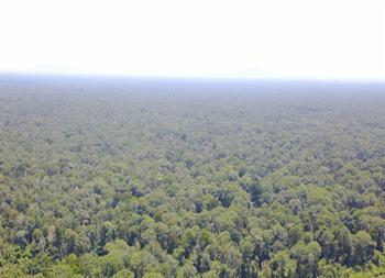 Protected tropical peatlands in Indonesia under Sumitomo Forestry management