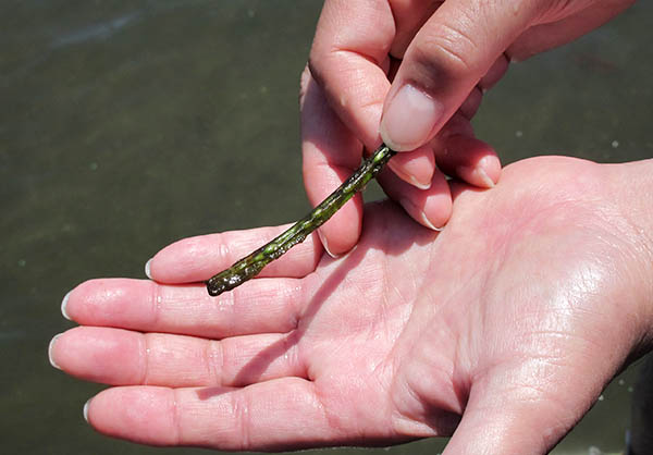 Eelgrass seed