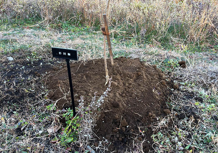 A Sugita Plum tree planted this year
