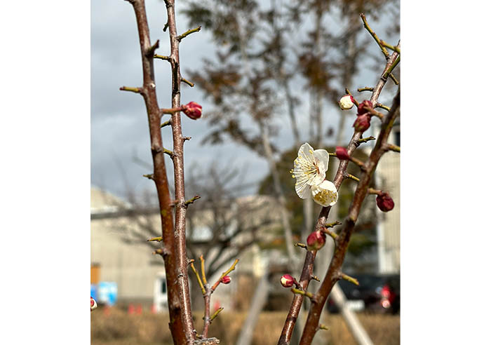 Some of the young trees even bore blossoms