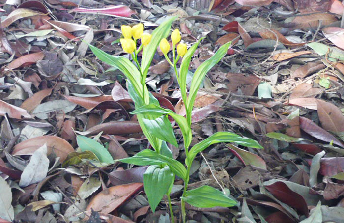 A golden orchid blooms in the sustainably managed nature area