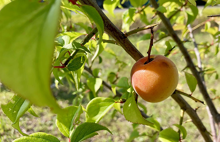 A ripe Sugita Plum