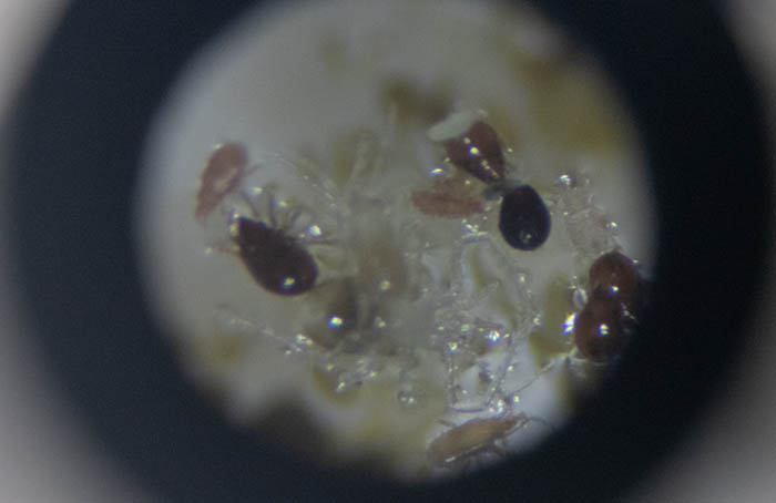 An animal seen under a stereomicroscope