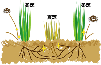 夏芝を守る冬芝のイラスト