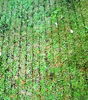 バーチカルカッティングにより芝面上に付けられた細溝