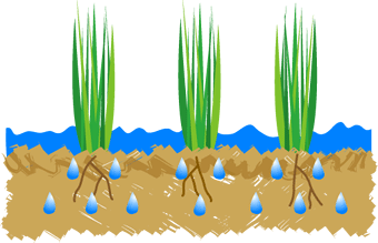 イラスト：造成後は根が浸るまで水を蒔きましょう
