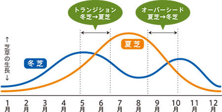 オーバーシードとトランジションの時季と芝草の生長の関係図