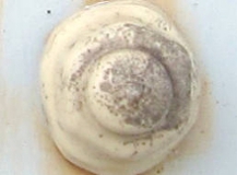 ボルトアイキャップ-沖縄の実績2