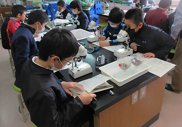 土壌動物を観察する様子