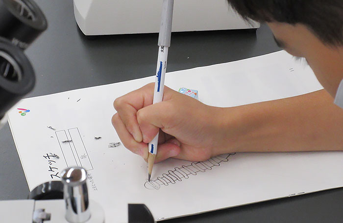 土壌動物のスケッチ