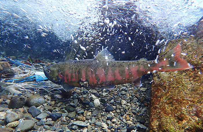 「琵琶湖の宝石」と呼ばれるビワマス